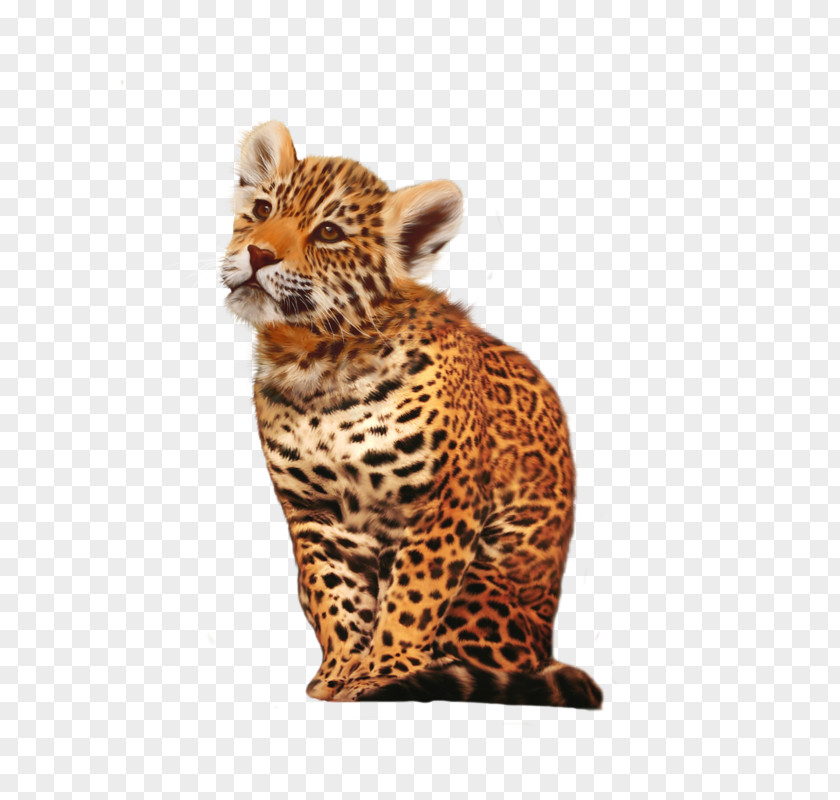 Leopard Cheetah Jaguar Animal Cat PNG