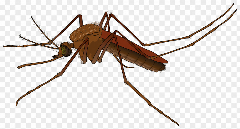 Mosquito Fly PNG