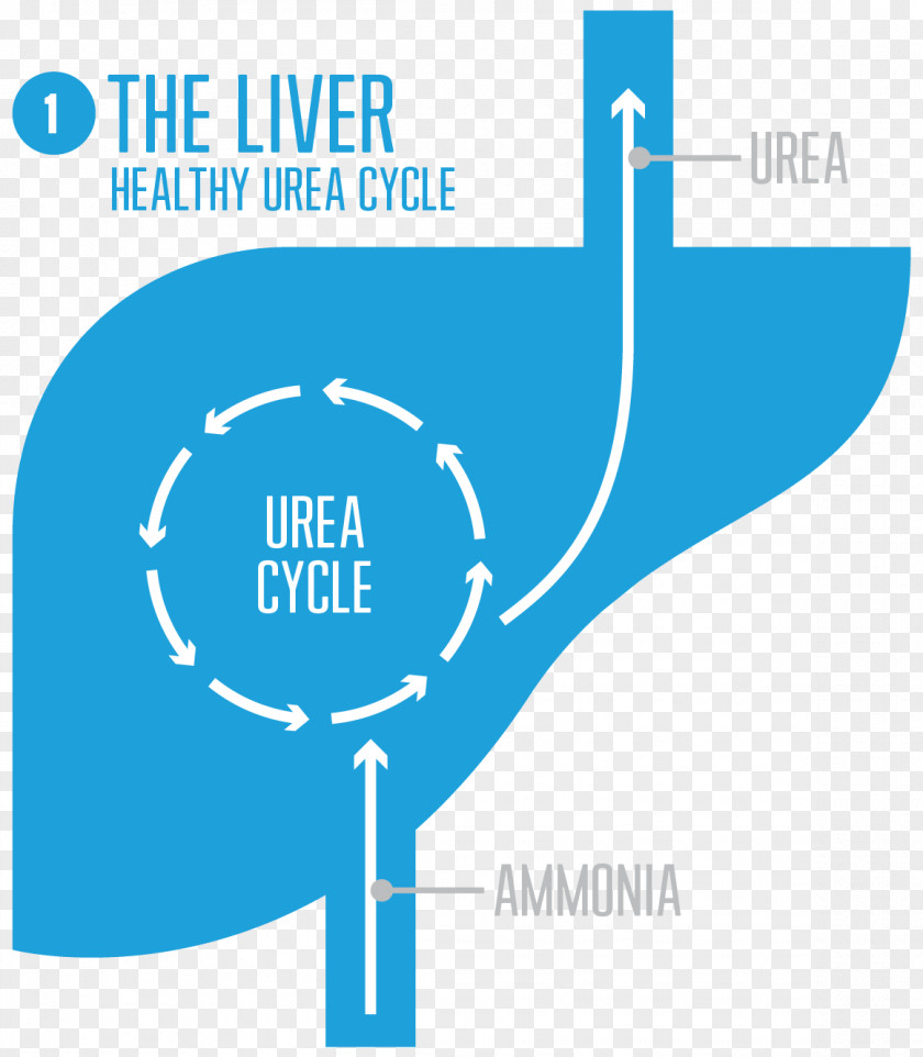 Urea Cycle Disorder Liver Carbamoyl Phosphate Synthetase I PNG