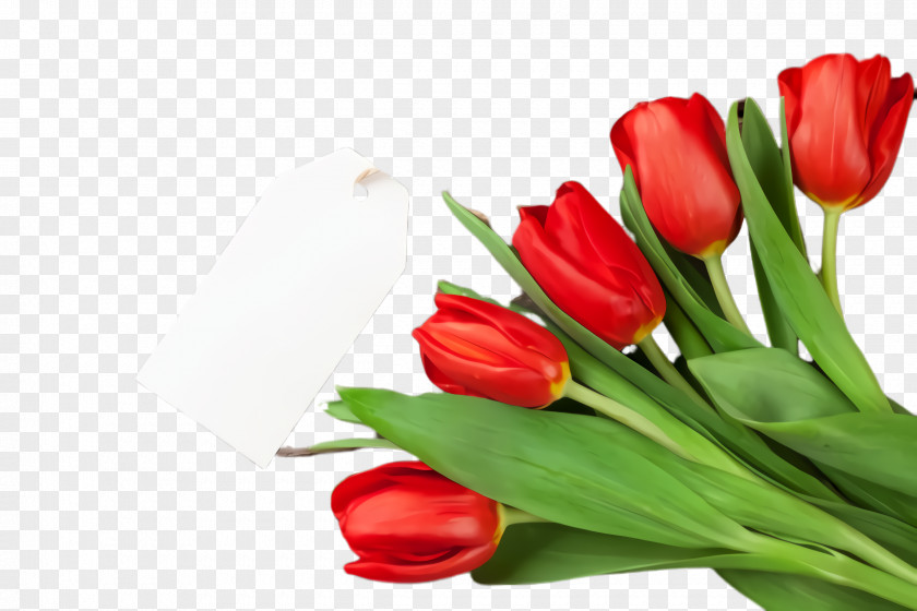 Bouquet Lily Family Tulip Flower Cut Flowers Petal Red PNG