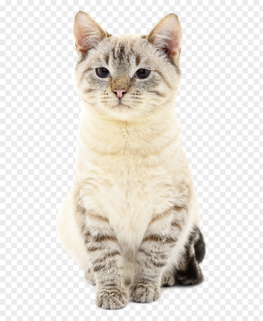 Cat Towel Animal Clip Art PNG