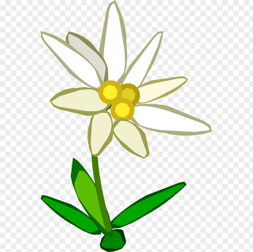 Edelweiss Clip Art Openclipart Image Free Content PNG