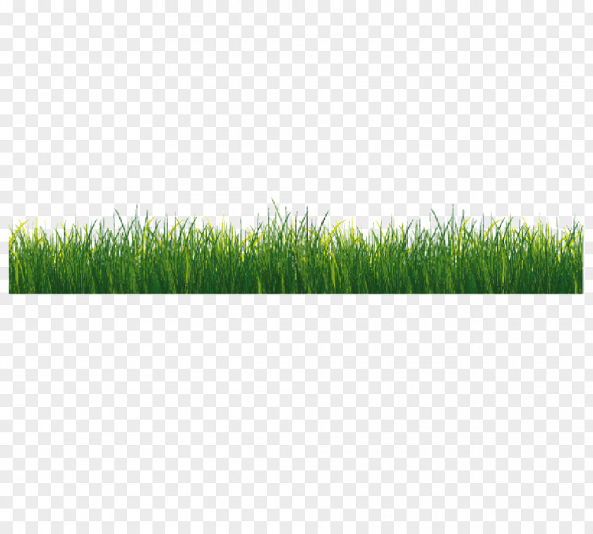 Herbe Vetiver Wheatgrass Commodity Presentation Photo Albums PNG