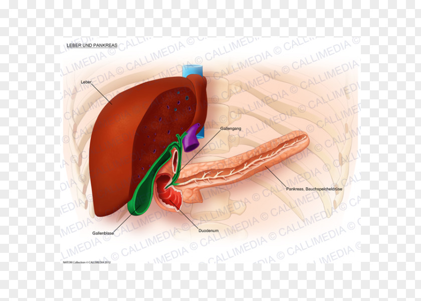 Liver Digestion Bile Duct Pancreas Metastasis PNG