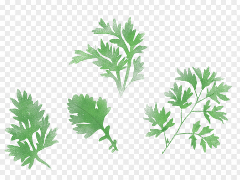 Lovage Chinese Celery Carrot Cartoon PNG