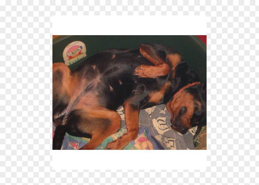Puppy Rottweiler Dog Breed Black And Tan Coonhound Polish Hunting PNG