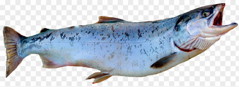 SALMON Smoked Salmon Fish Atlantic Coho PNG