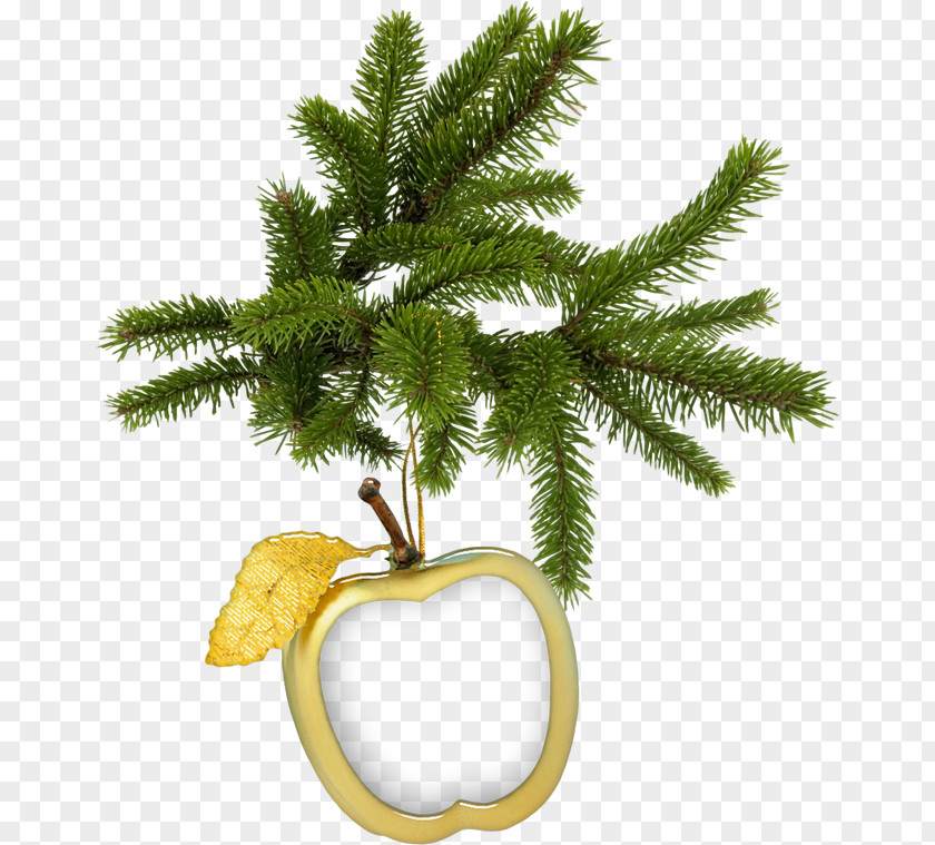 Christmas Tree Fir Spruce Pine PNG