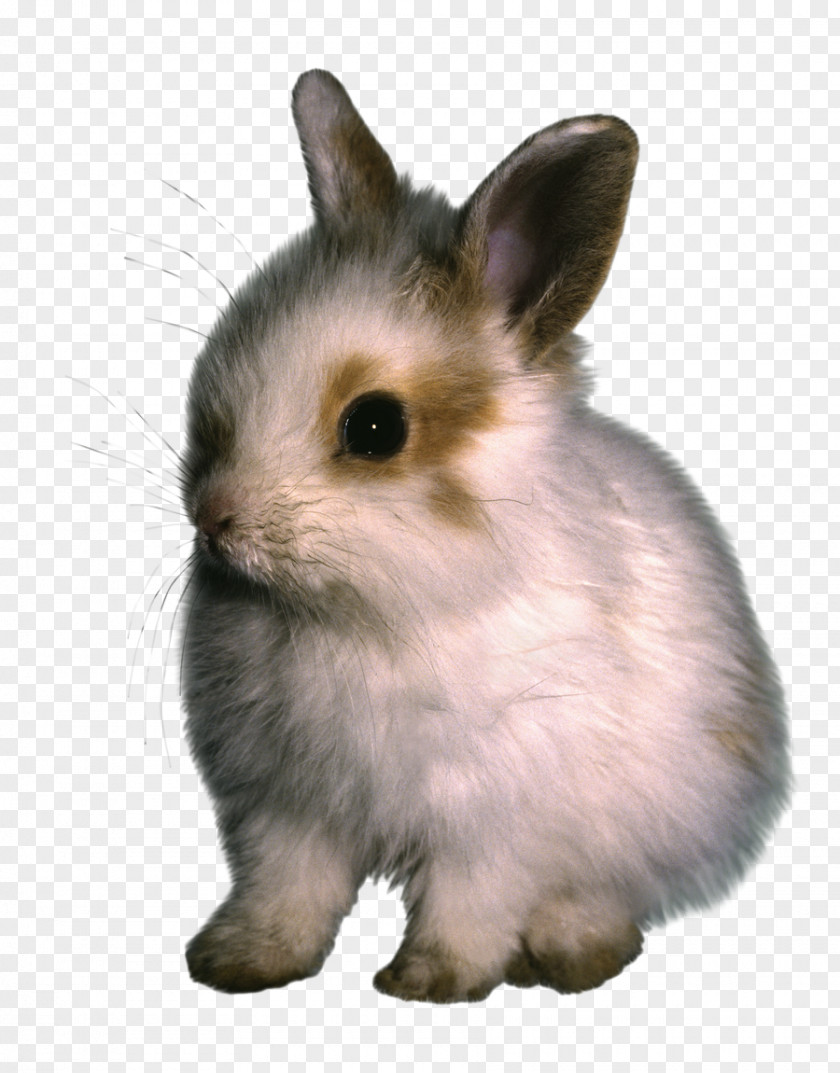 Scatters The Rabbit Domestic Hare PNG