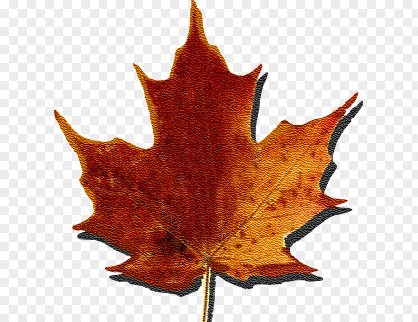 Sugar Maple Syrup Quebec Temps Des Sucres Leaf PNG