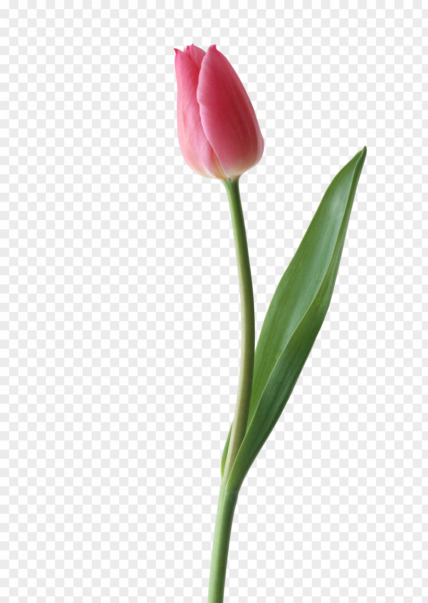 Tulip, Flower Bouquet Tulip Pink Clip Art PNG