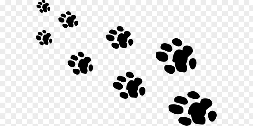 Bear Giant Panda Paw Animal Footprint PNG