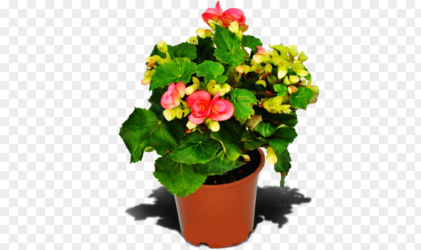 Begonia Houseplant Flowerpot Annual Plant PNG