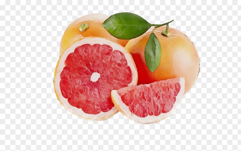 Clementine Tangerine Watercolor Natural PNG