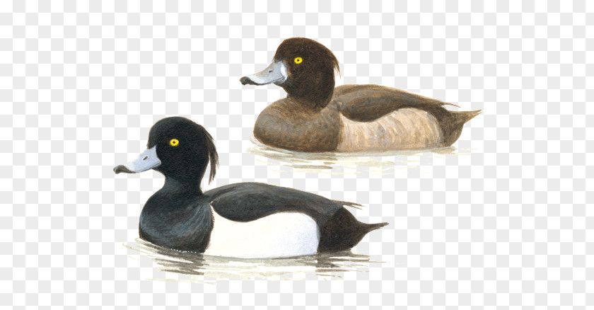Duck Mallard Tufted Bird Call PNG