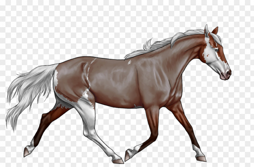 Horse Mane Foal Stallion Pony PNG