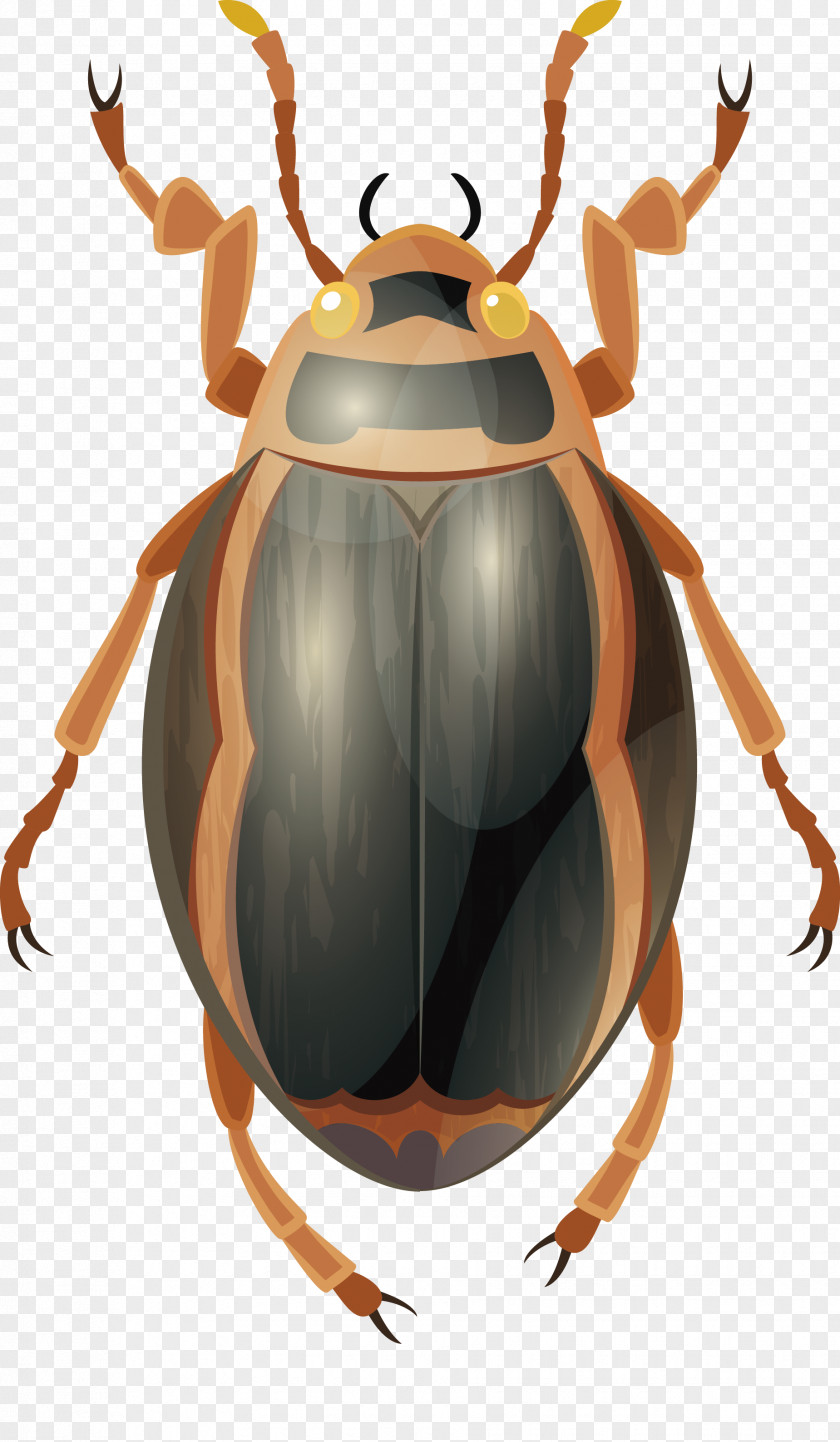 Insect Vector Dung Beetle PNG