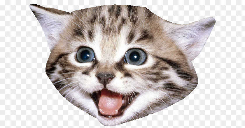 Kitten Cat PNG