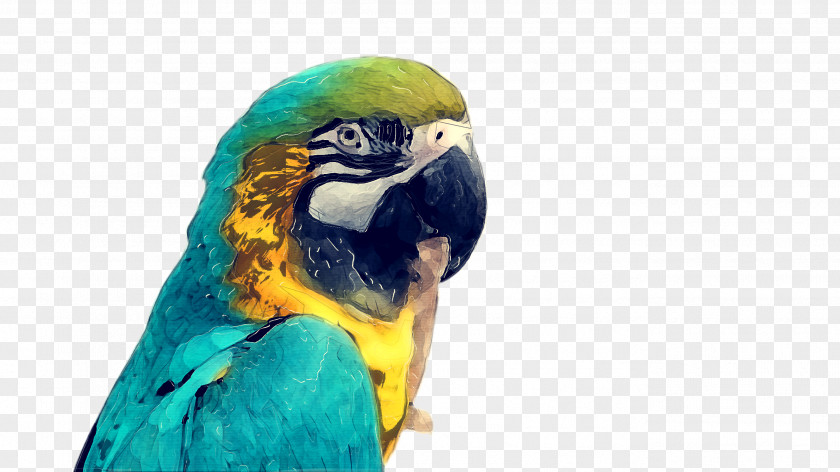 Lovebird Adaptation Bird Parrot PNG