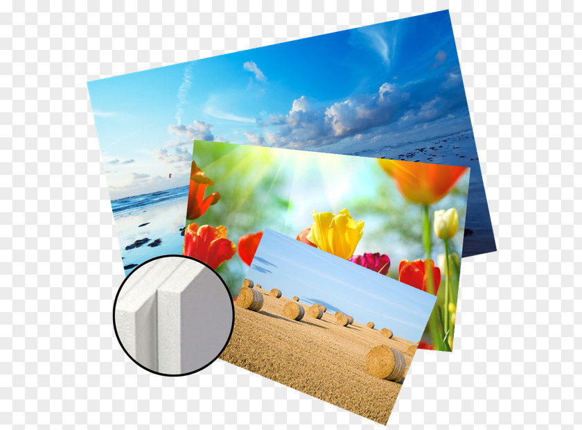 Paper Picture Frames Mural Petal Wallpaper PNG