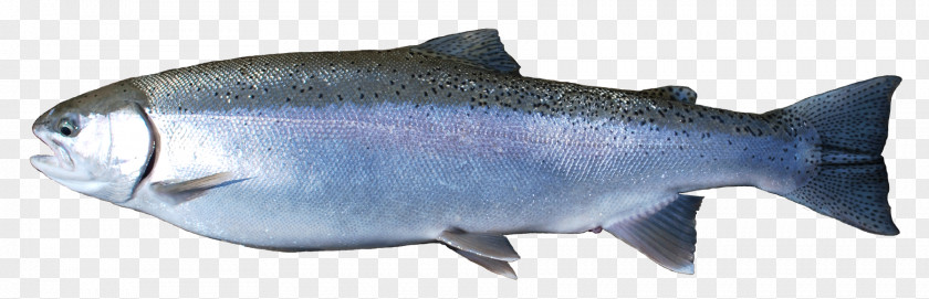 Red Fish Coho Salmon Oily Rainbow Trout PNG