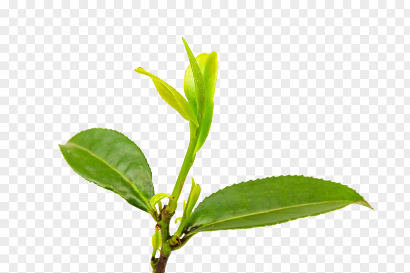 Tea Buds Green Anhua County Leaf Bud PNG
