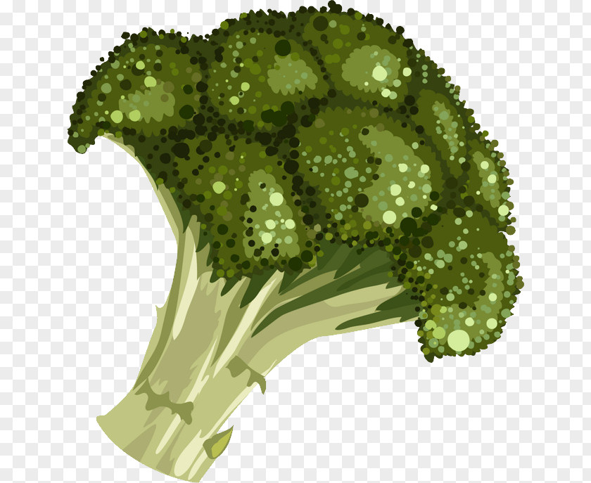 Broccoli Nutrition Clip Art Sprouting Drawing PNG