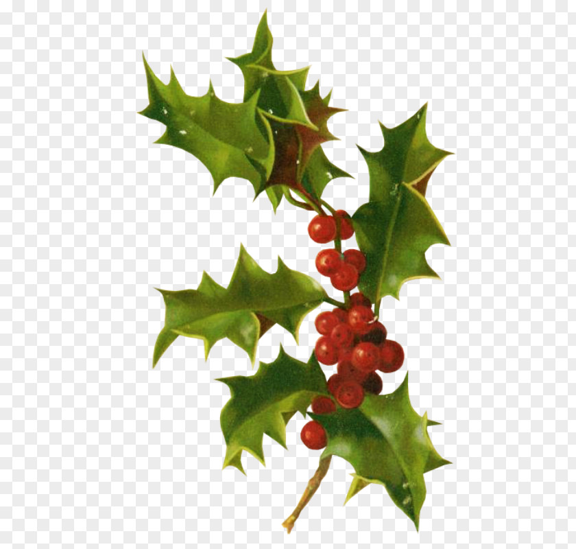 Christmas Holly Card Ornament Clip Art PNG