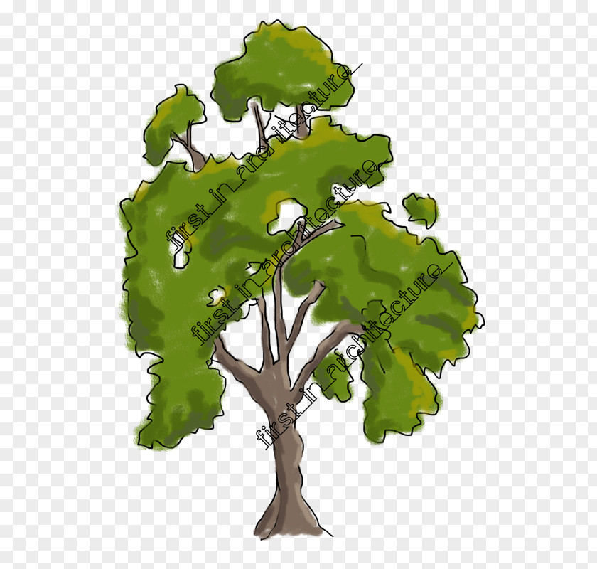 Sketchy Branch Drawing Tree Sketch PNG