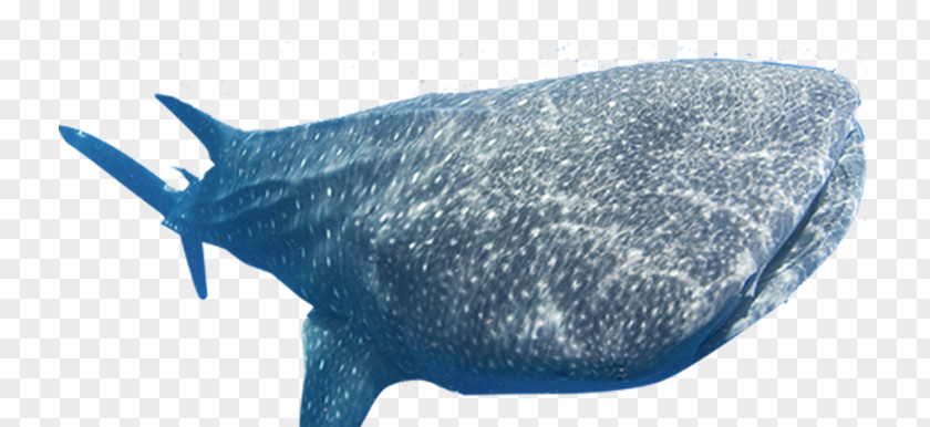 Blue Shark Whale Dolphin Porpoise Cetacea PNG