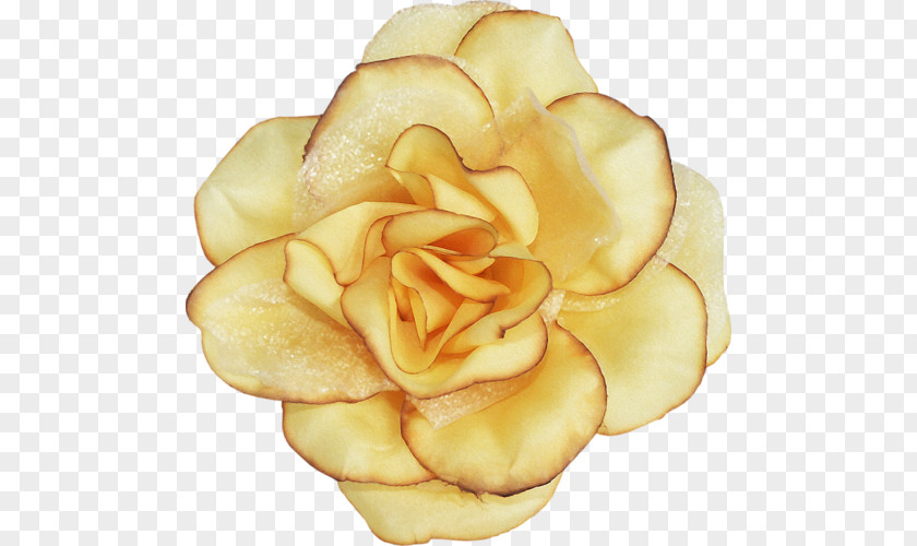 Flower Garden Roses Blume Clip Art PNG