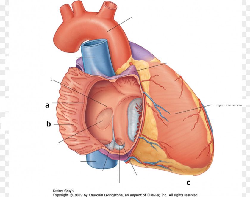 Heart Crista Terminalis Atrium Pectinate Muscles Inferior Vena Cava PNG