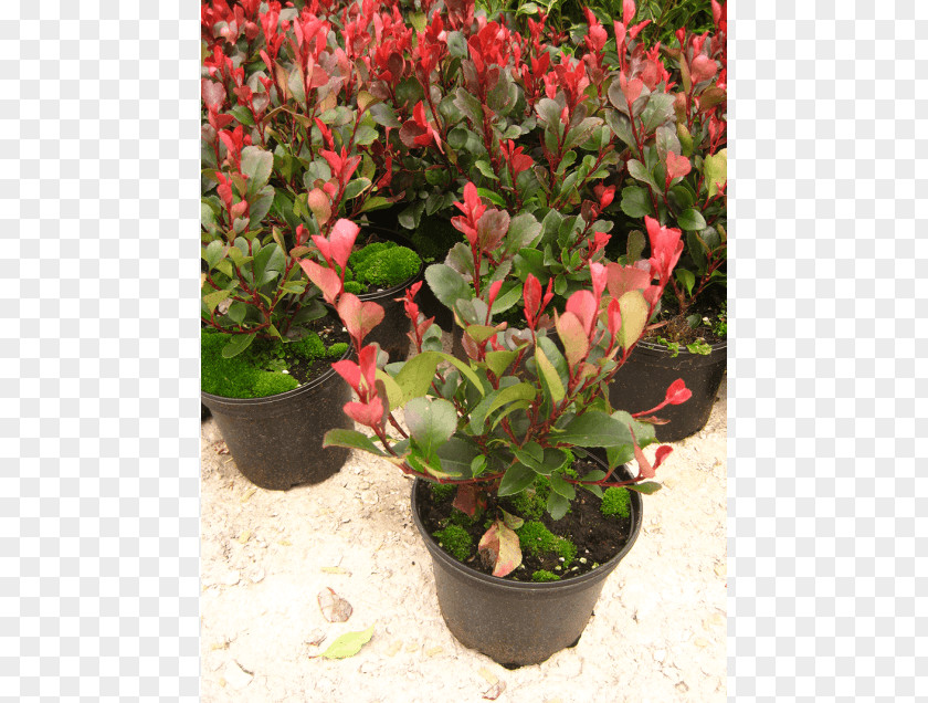 Photinia Red Tip Shrub Bearberry Robin Plant PNG