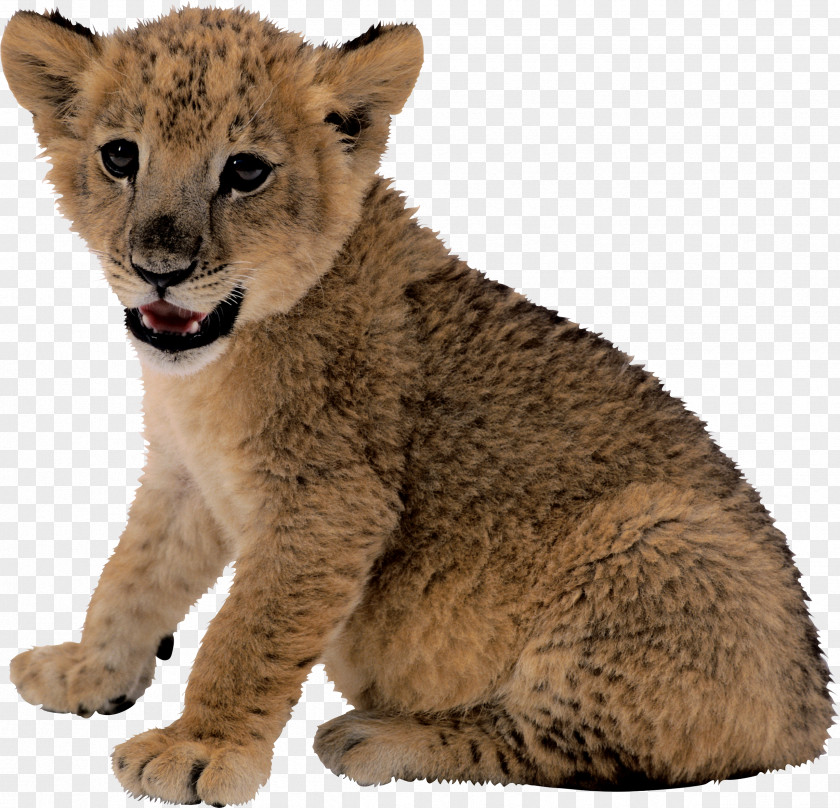 Small Lion Image Asiatic PNG
