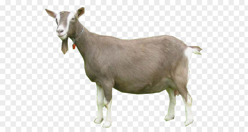 Toggenburg Goat Nigerian Dwarf Oberhasli Pygmy Cattle PNG