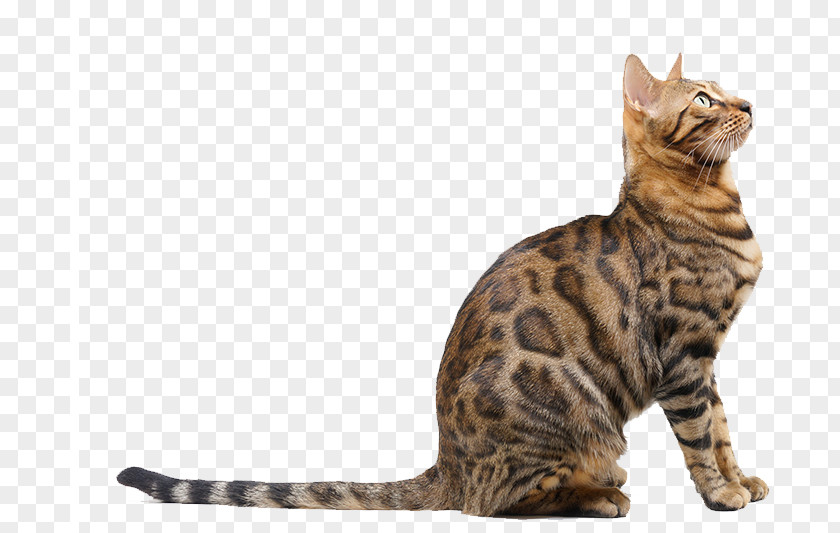 Bengal Cat Looks Up To Heaven Russian Blue Tiger Dog Veterinarian PNG