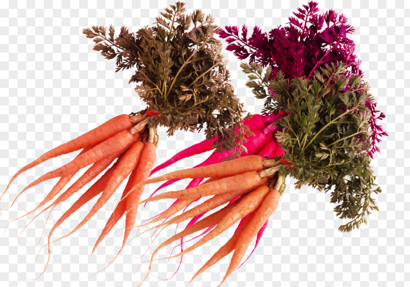 Fresh And Nutritious Carrot Vegetable Nutrition Health PNG