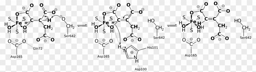 Indus University Citric Acid Cycle Isocitric Alpha-Ketoglutaric Общий путь катаболизма Oxaloacetic PNG