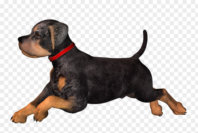 Puppy Dog Clip Art PNG