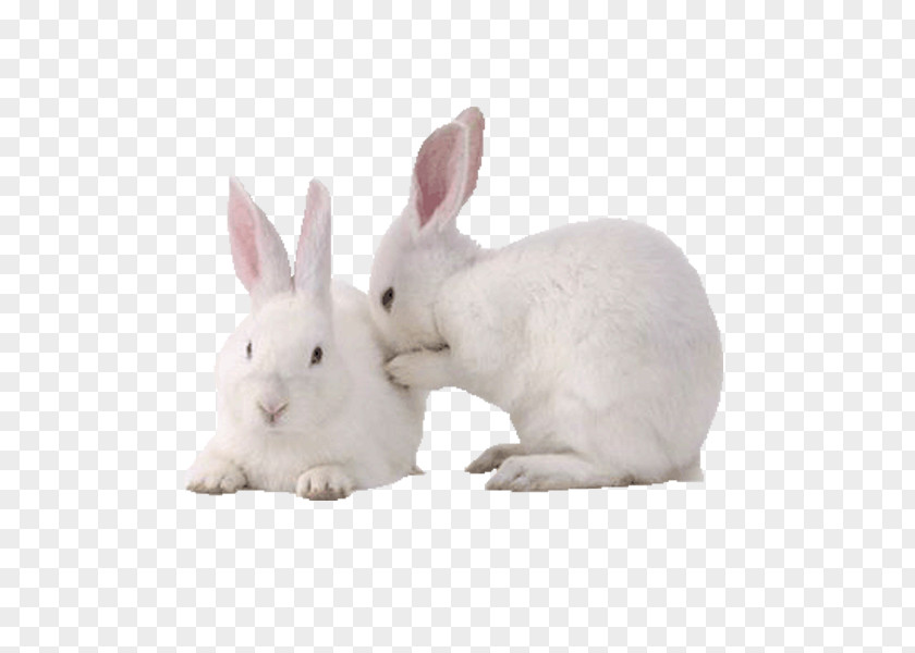 Rabbit New Zealand White Domestic European PNG