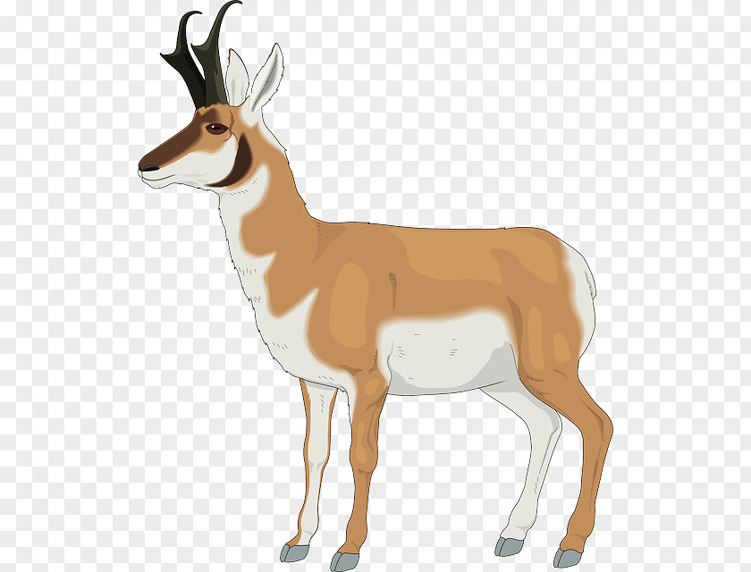 Antler Antelope Pronghorn Impala Gazelle PNG