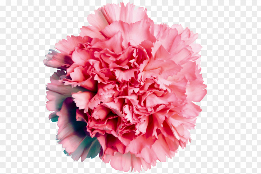 CARNATION Carnation Flower Rose Pink Color PNG