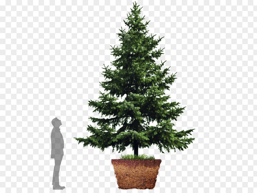 Christmas Tree Artificial Stock Photography PNG