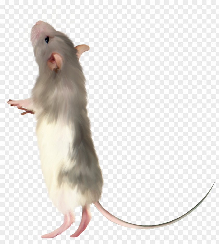 Hamster Computer Mouse Rat Fancy PNG