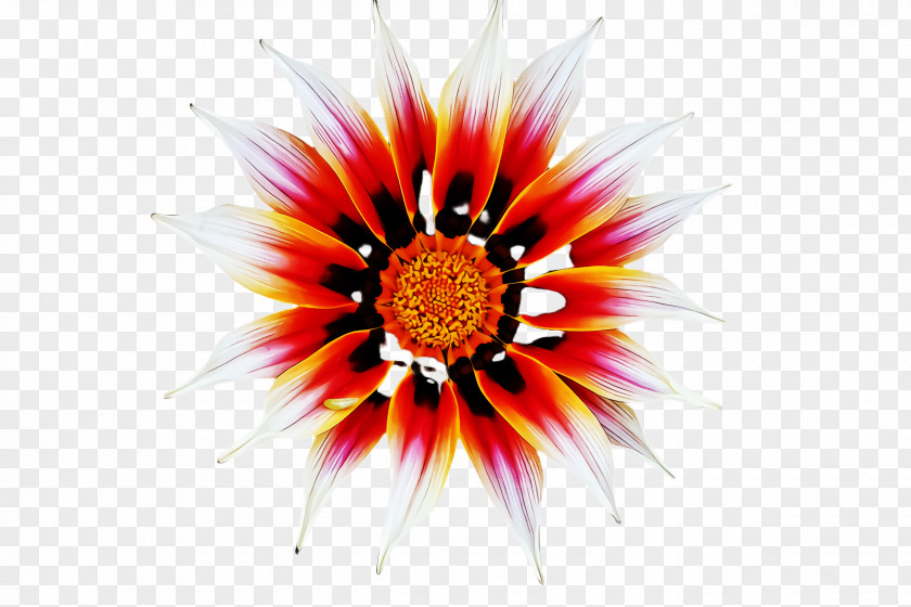 Herbaceous Plant Daisy Family Gazania Flower Petal Wildflower PNG