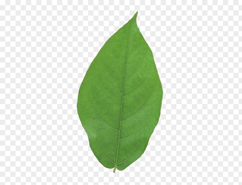 Leaves Leaf PNG
