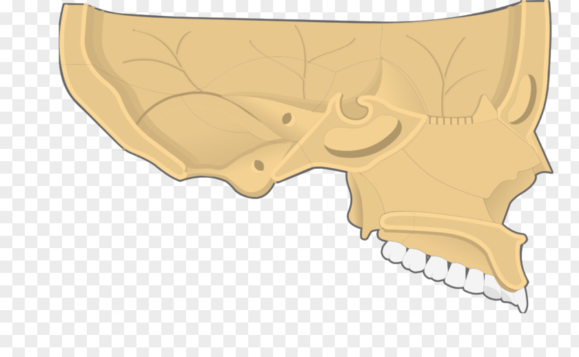 Nose Inferior Nasal Concha Cavity Vomer Paranasal Sinuses PNG