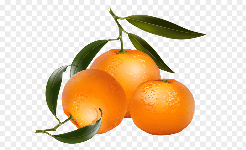 Orange Fruit Tangerine Mandarin Clip Art PNG