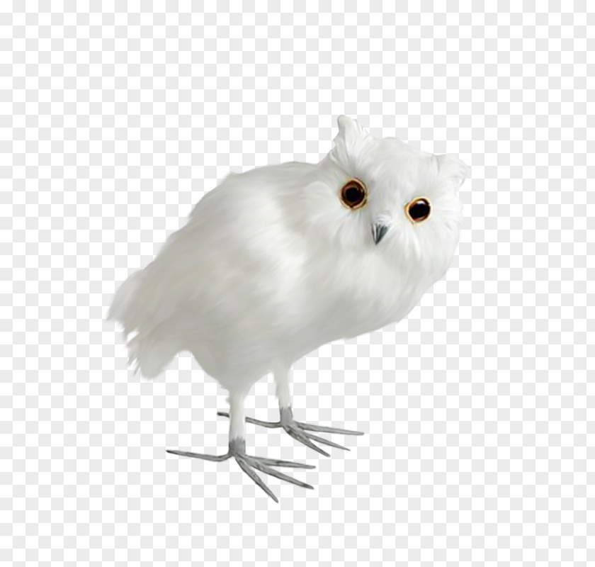 Owl Little Bird Beak Clip Art PNG