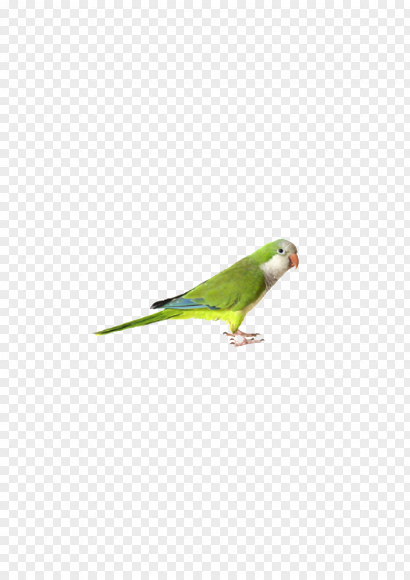 Parrot Budgerigar Bird Cockatiel Finch PNG